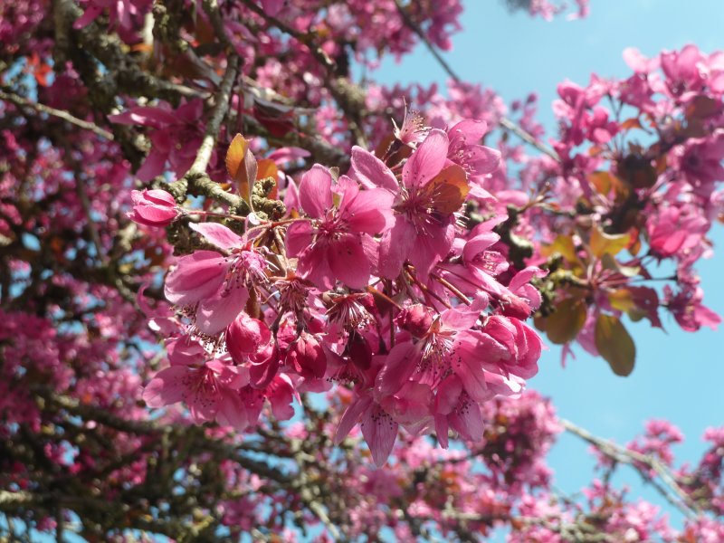 POMMIER EN FLEUR. GIOIA BORNE